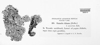 Parmelina tiliacea image